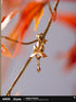 Honkai: Star Rail Water Lotus Clip On Earrings Dan Heng Imbibitor Lunae Theme Impression Series